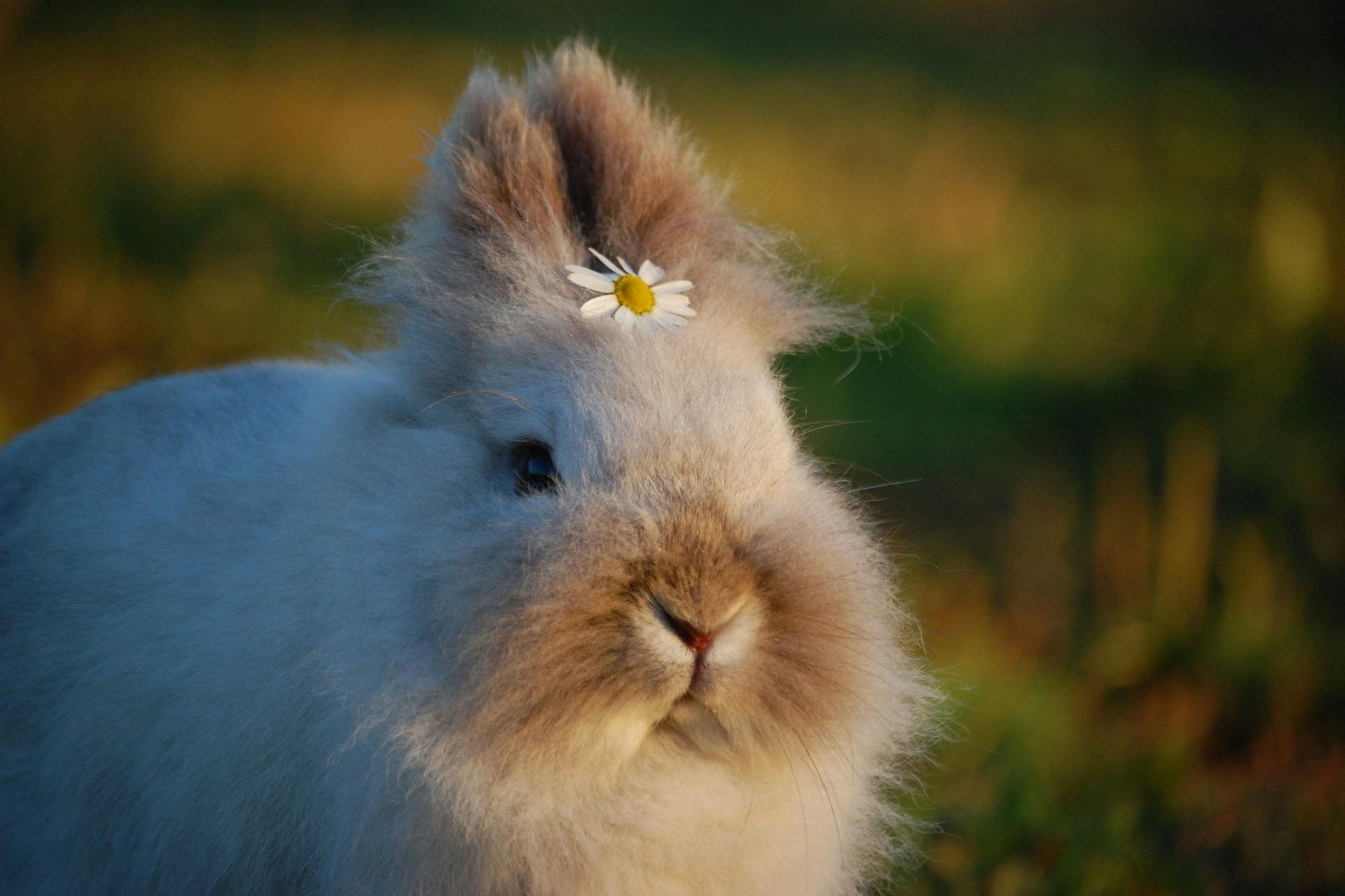 A fluffle of rabbits