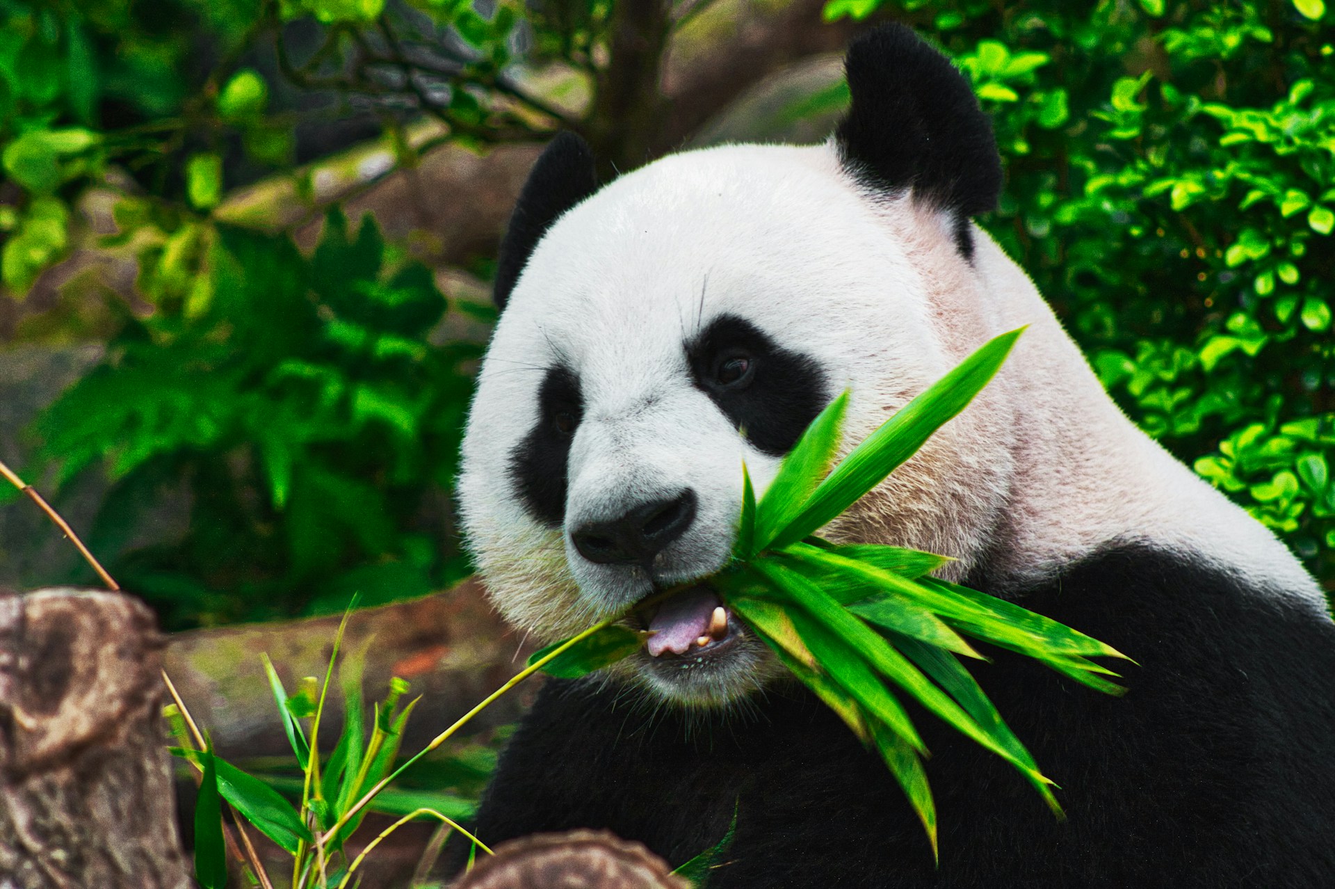 ¿Cuál es el colmo de un oso panda? 