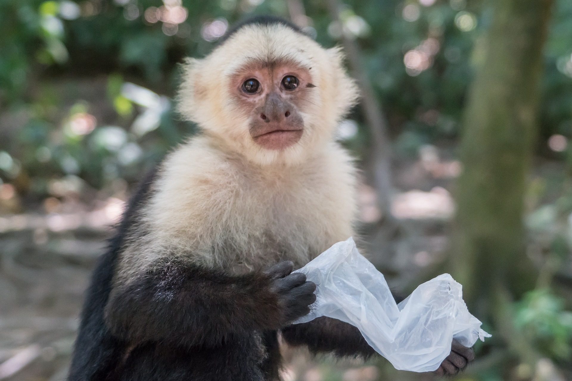 Traviesos monos capuchinos