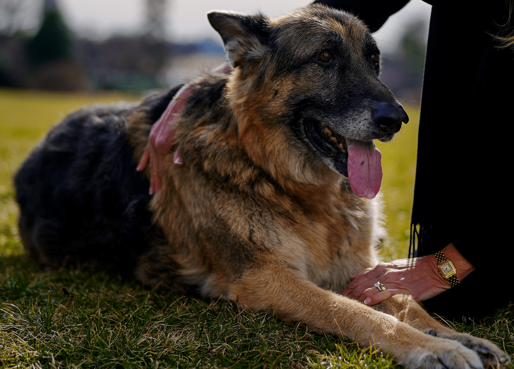 Biden's favorite dog died around the same time