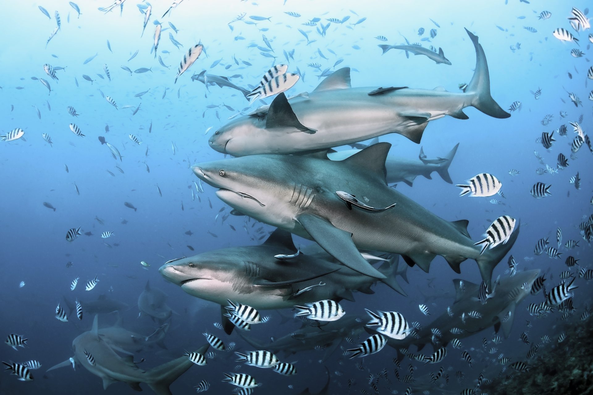 Verdad: Algunos tiburones pueden vivir en agua dulce