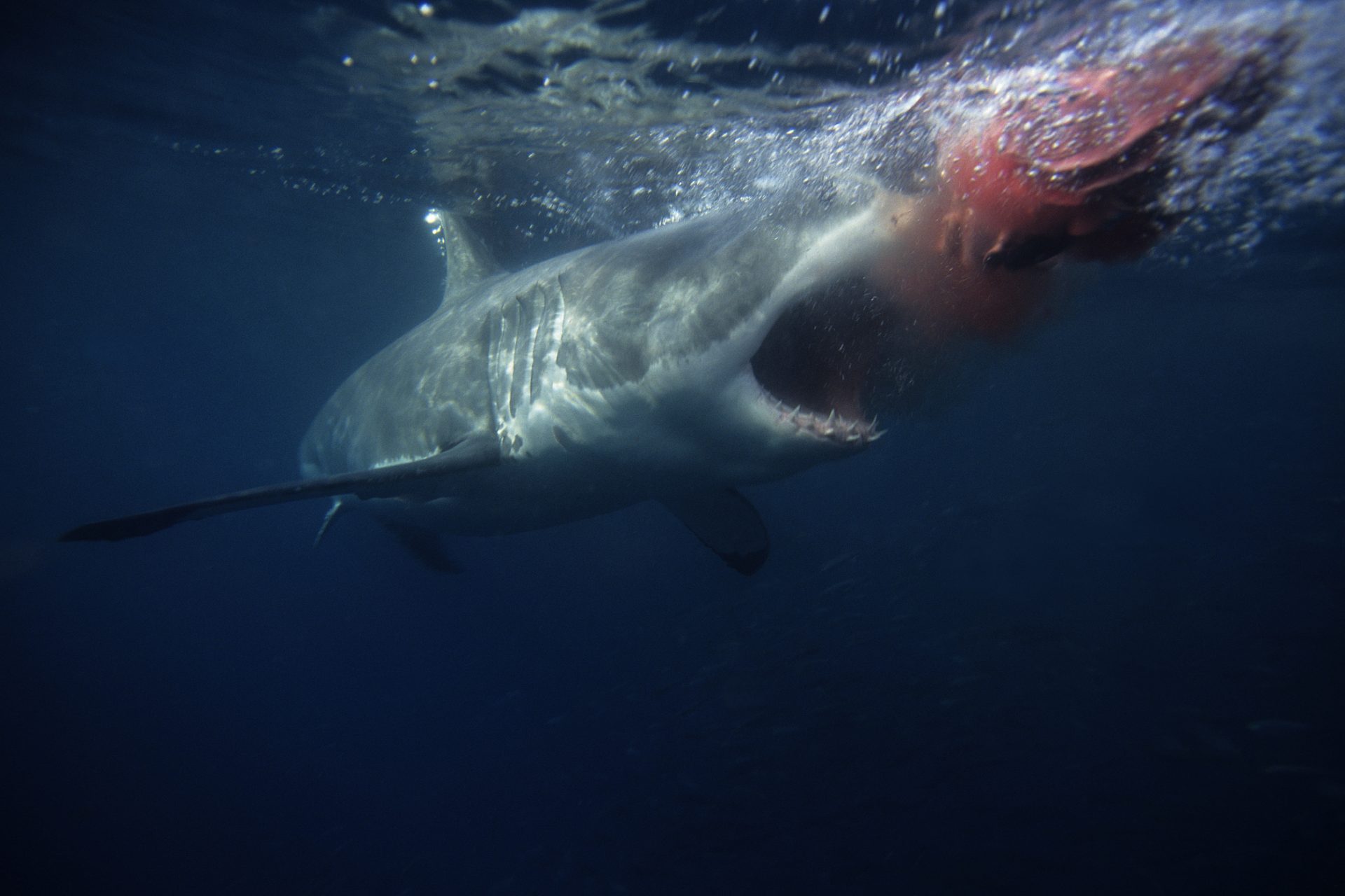 Verdad: Los tiburones tienen un sentido del olfato muy desarrollado