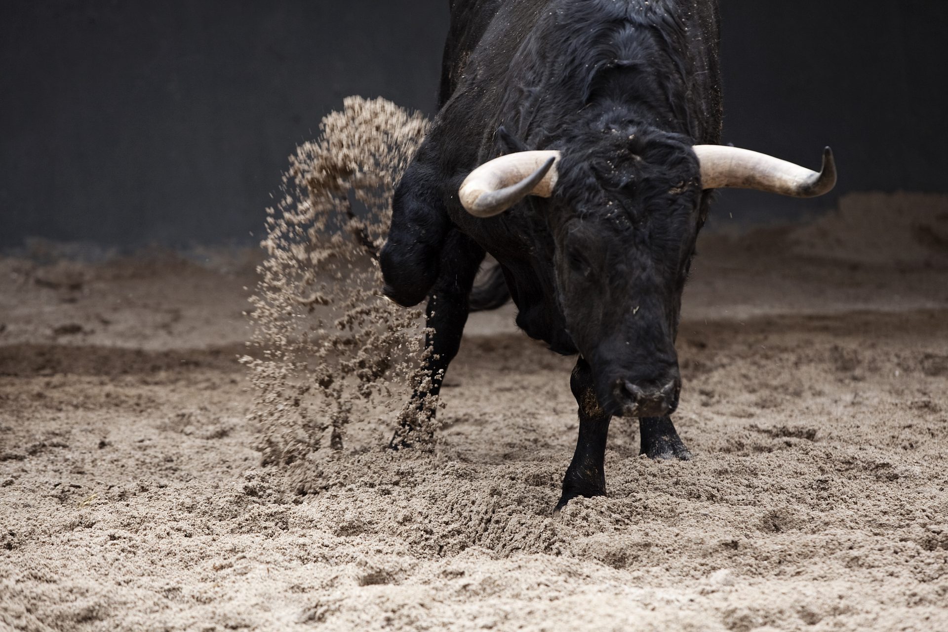How do you stop a bull from charging?