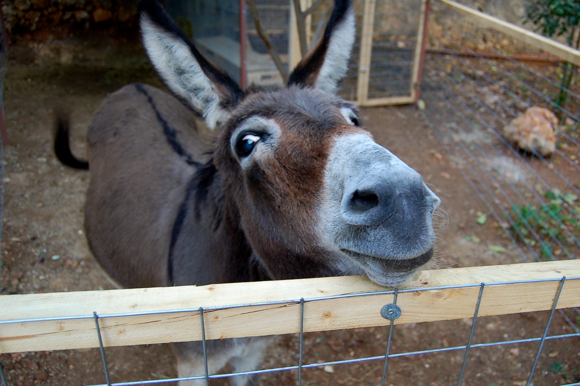 What do you call a three-legged donkey?