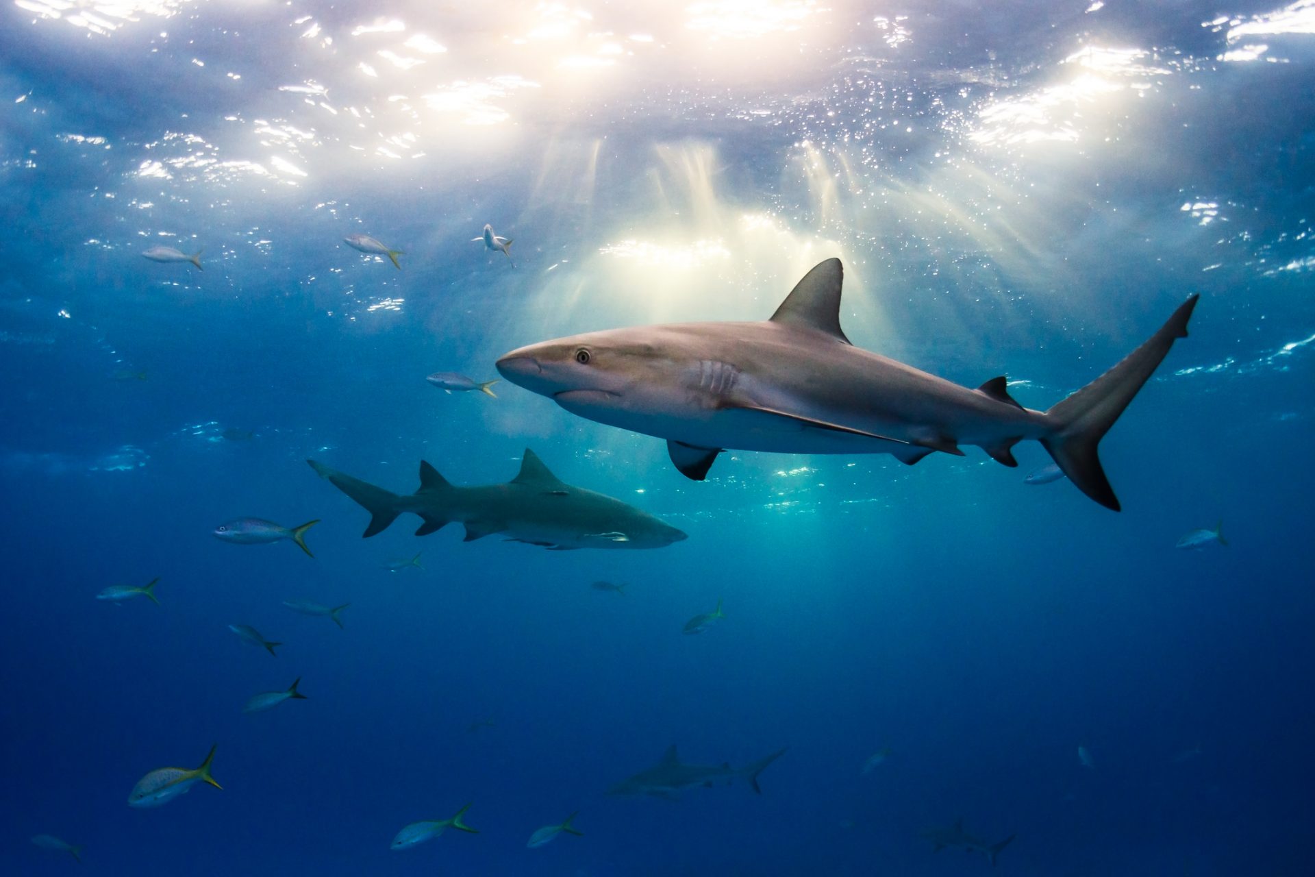 Verdad: Los tiburones tienen una piel muy dura