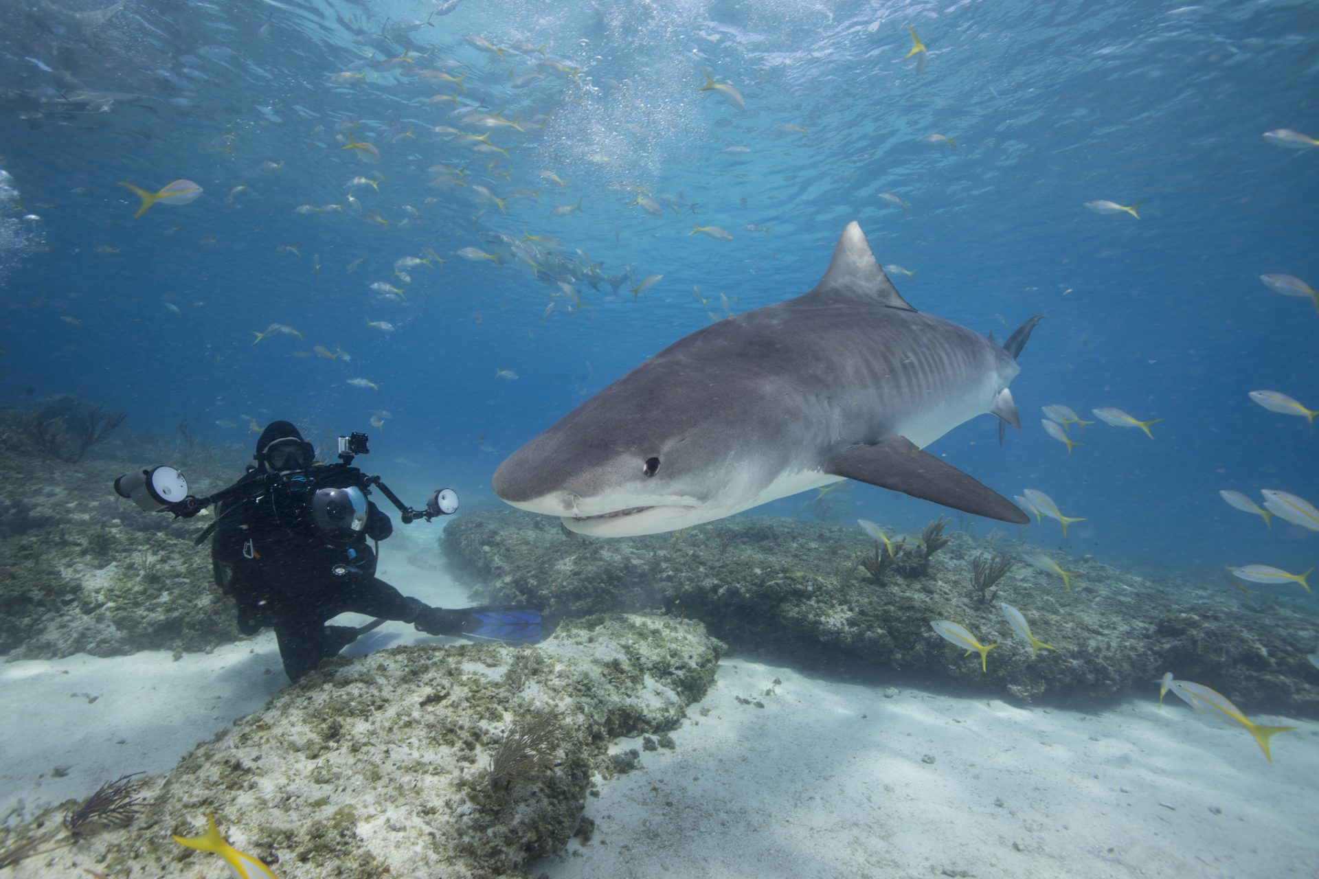 Mito: Los ataques de tiburones son muy comunes