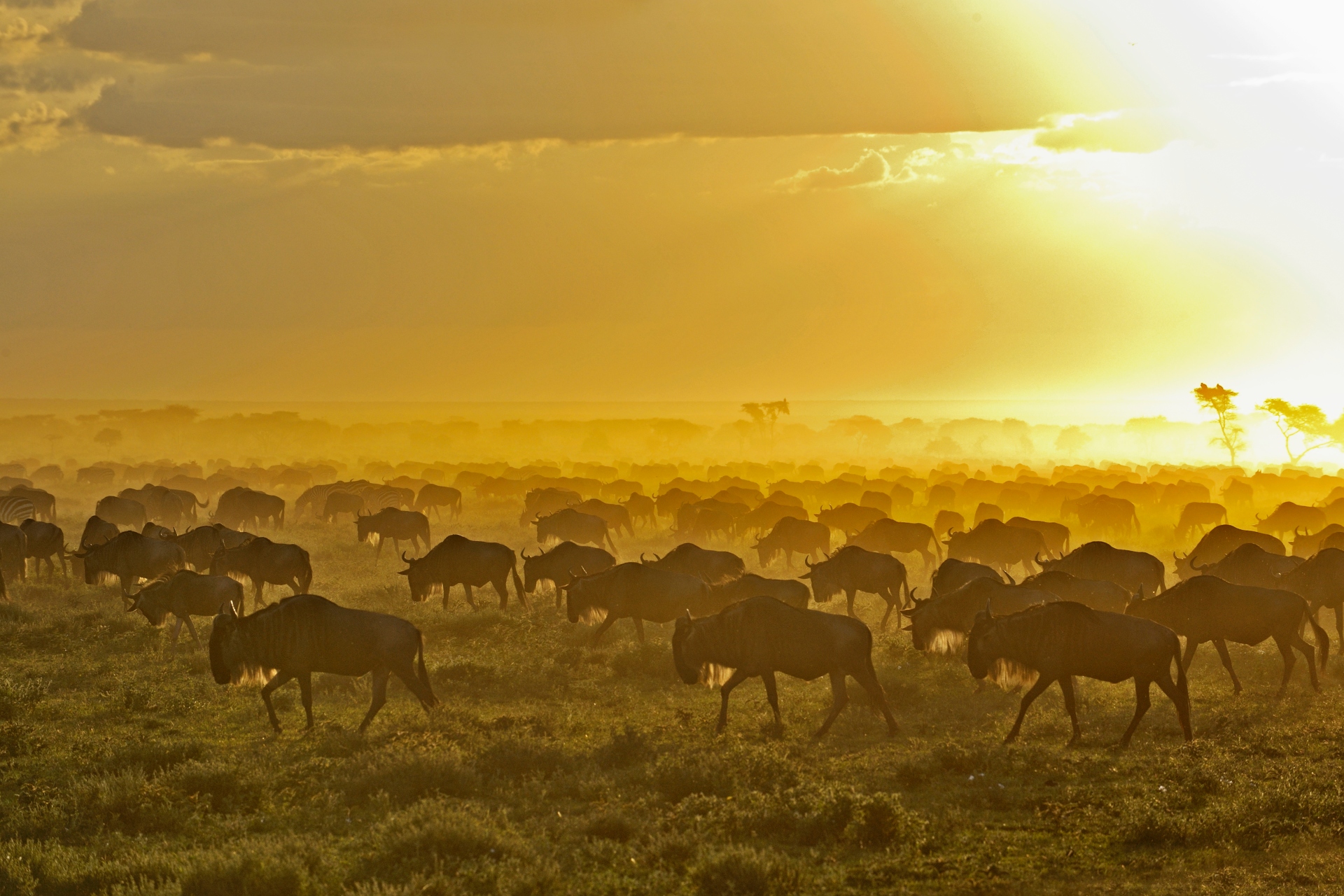 Parque Nacional Serengeti (Tanzânia)