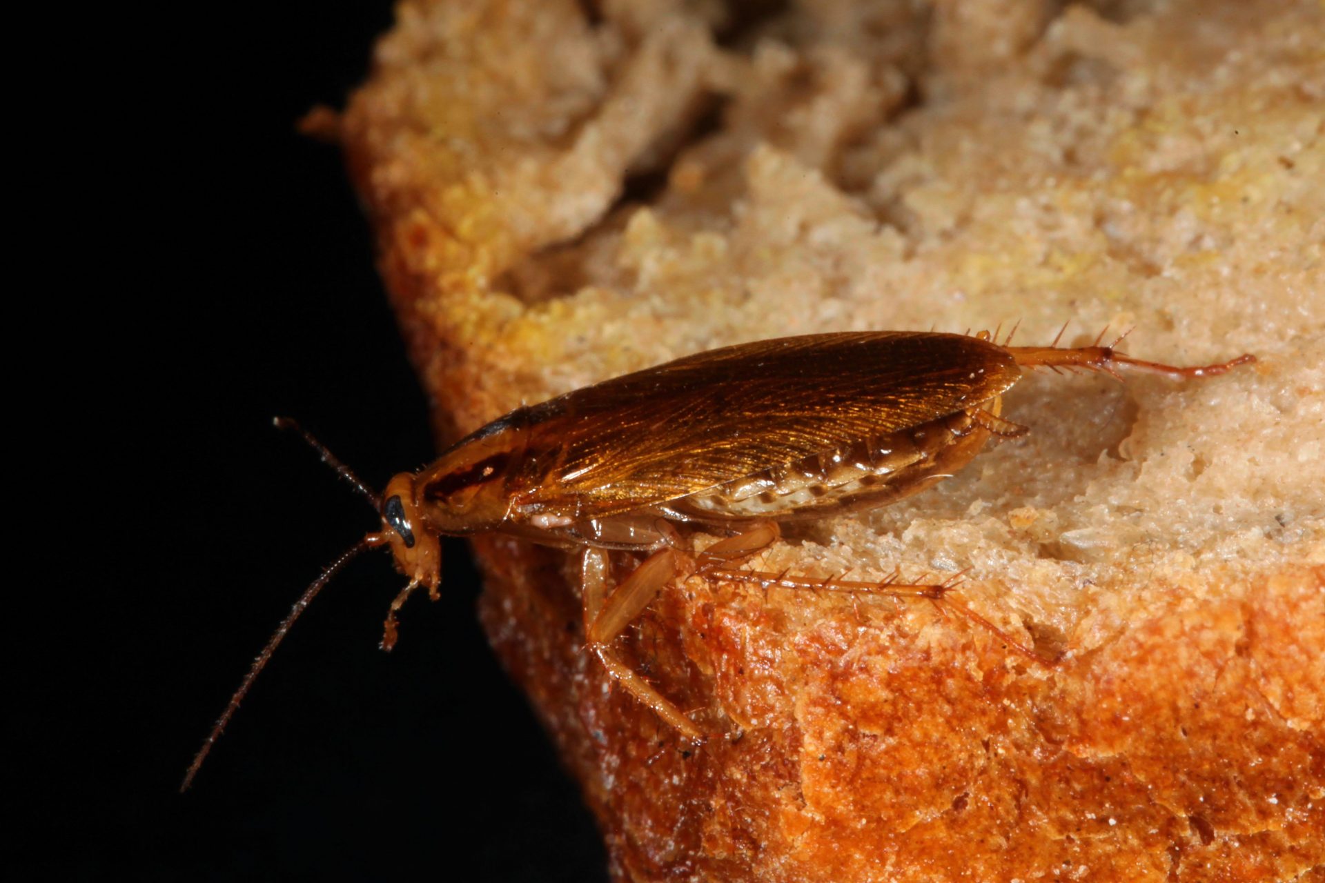 ¿Cuál es la historia y el secreto oculto detrás del Insecto considerado “repugnante