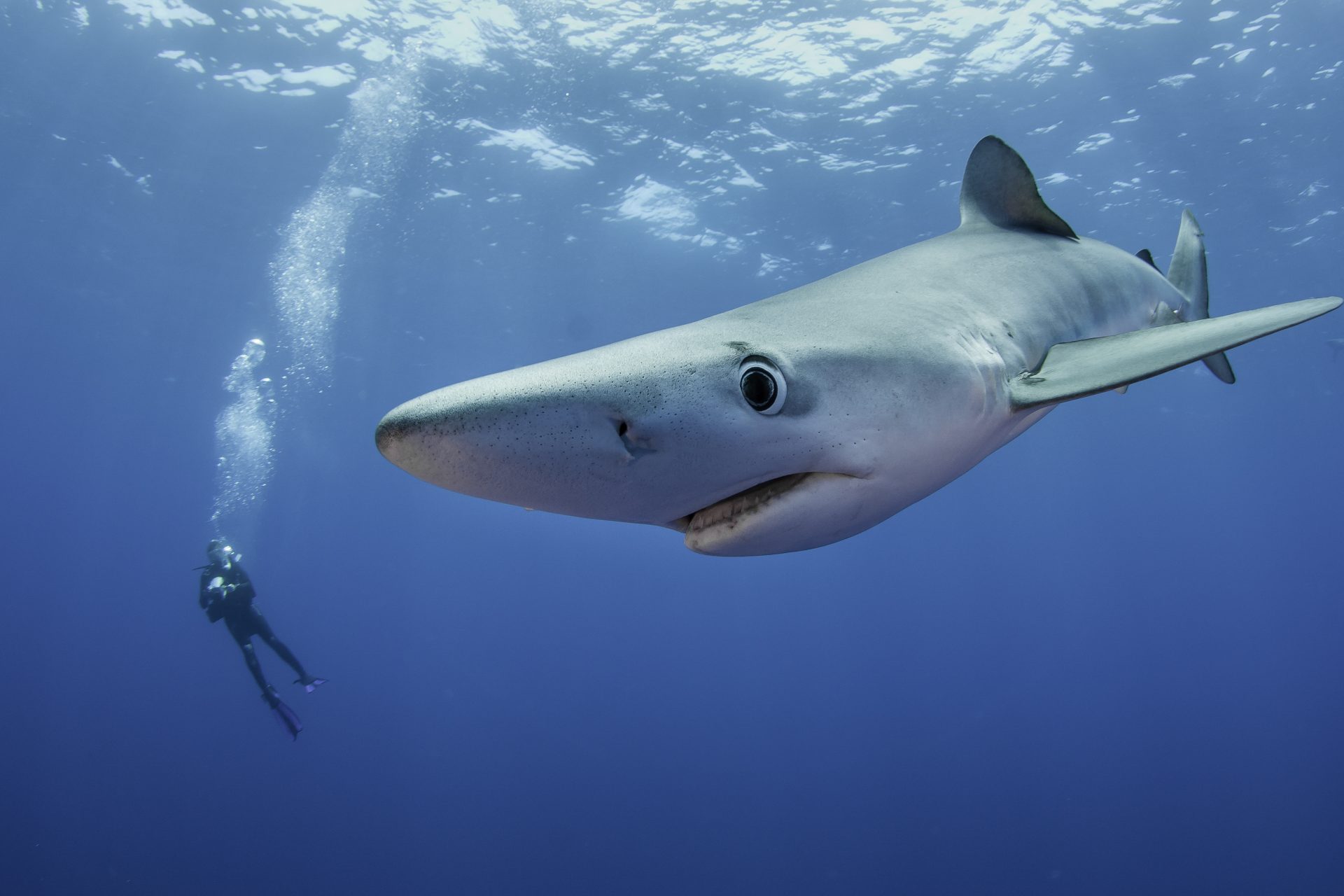 Verdad: Los tiburones son una especie muy antigua