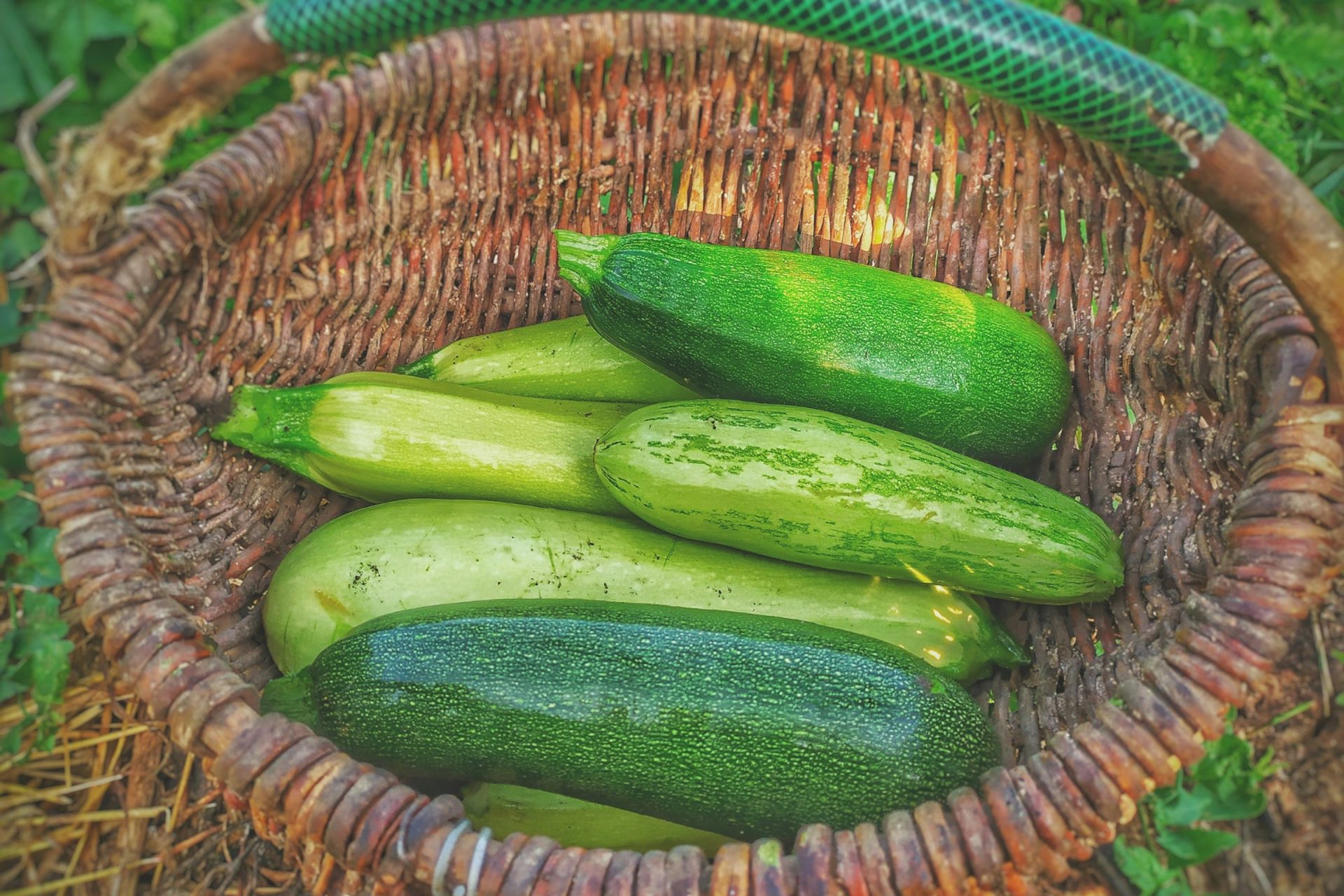 Summer squash (zucchini and similar): bagged, but let them breathe