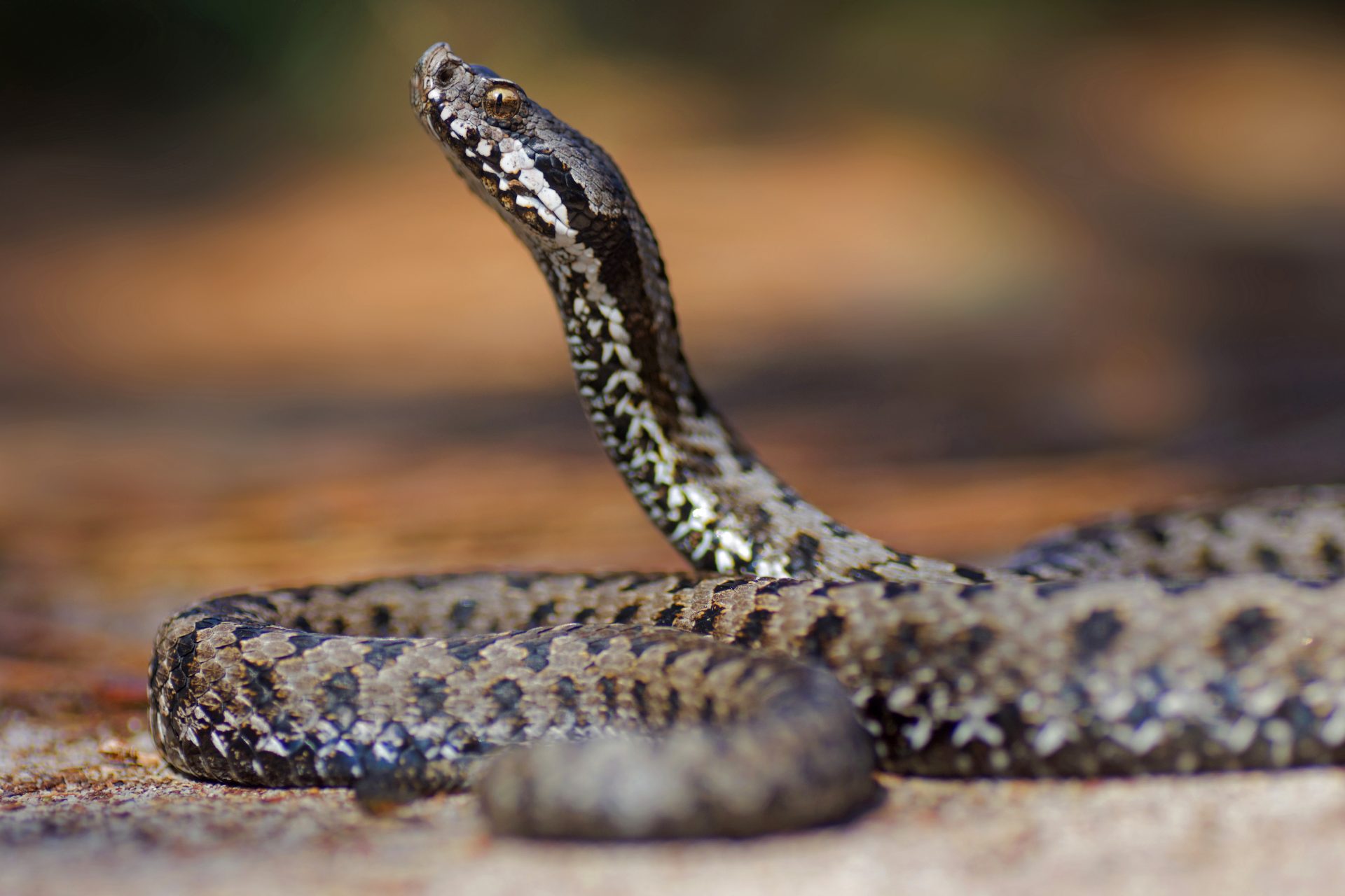 ¿Qué hacer si te muerde una serpiente? Descubre los pasos clave