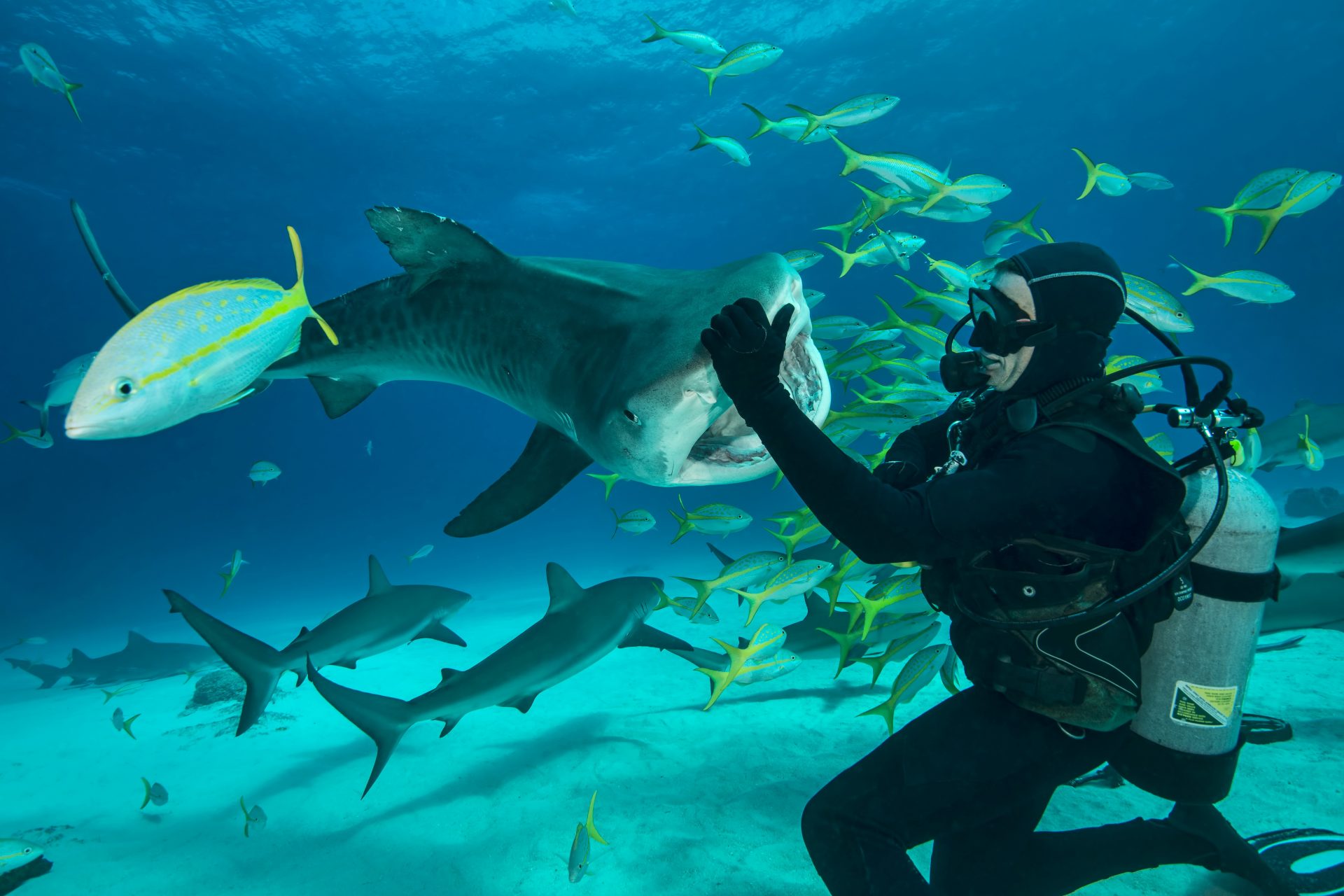 Tiger Beach (Bahamas)