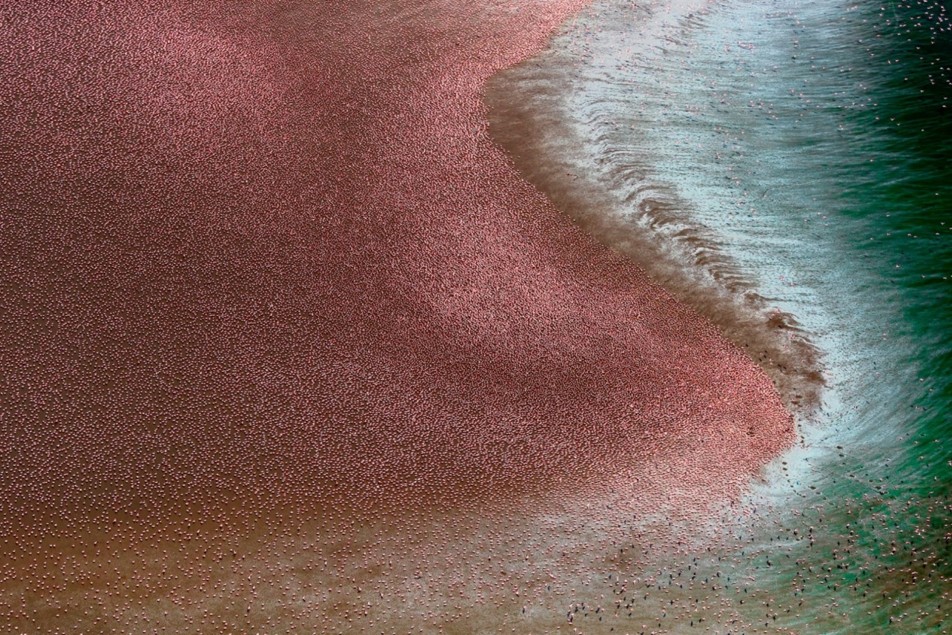 'Sea of pink' di Paul Mckenzie (Categoria: Serie)