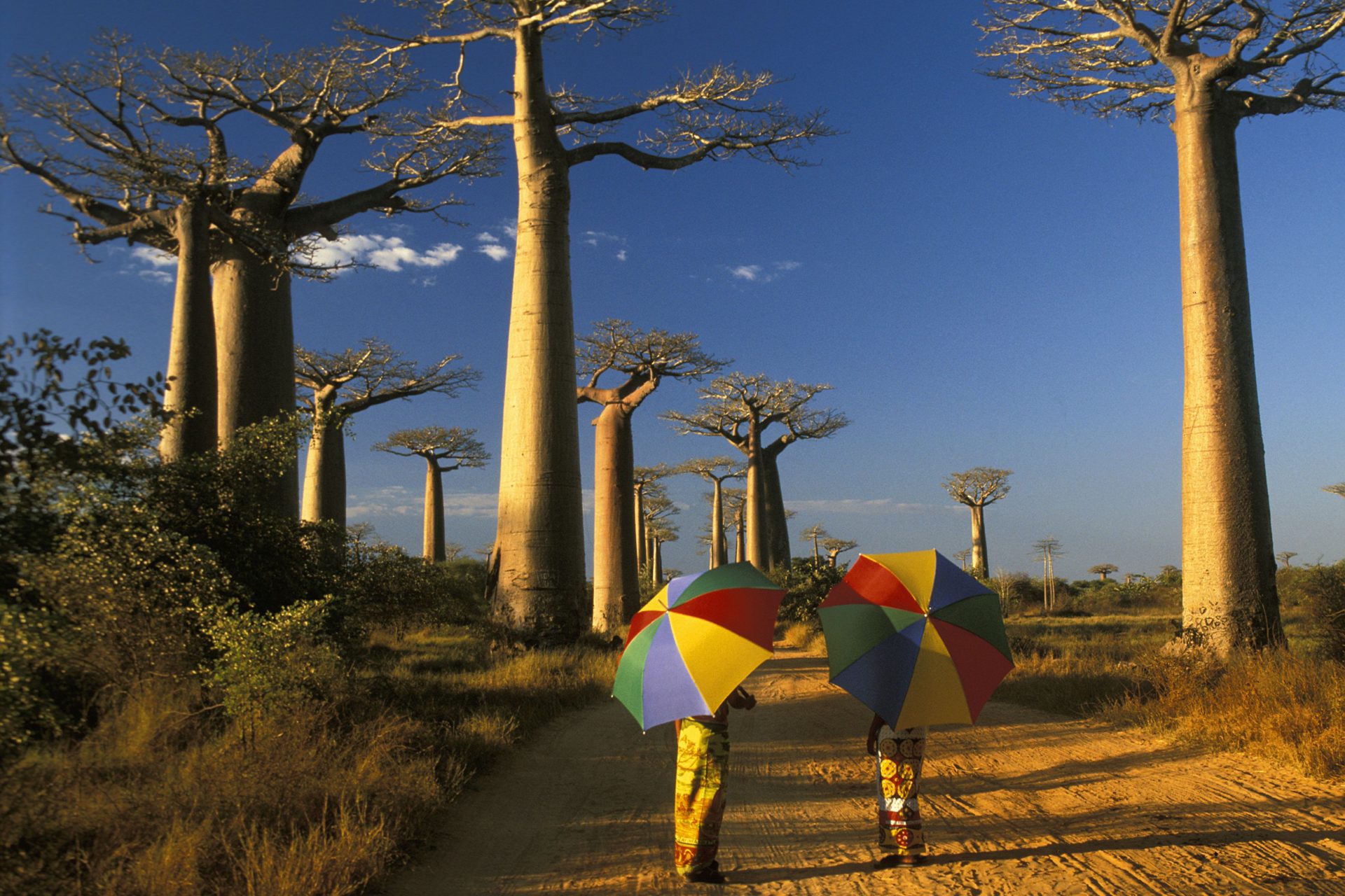 Avenida de los Baobabs (Madagascar)