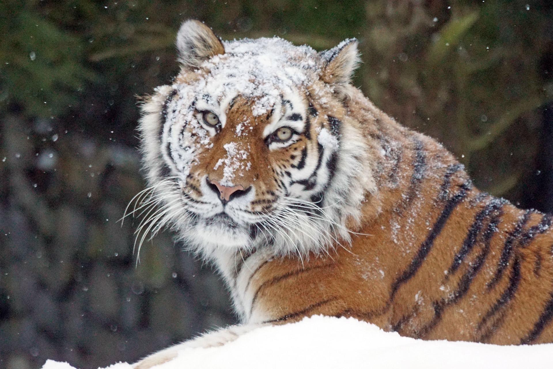 Si te excita la fuerza de los tigres, eres valeroso y aventurero 