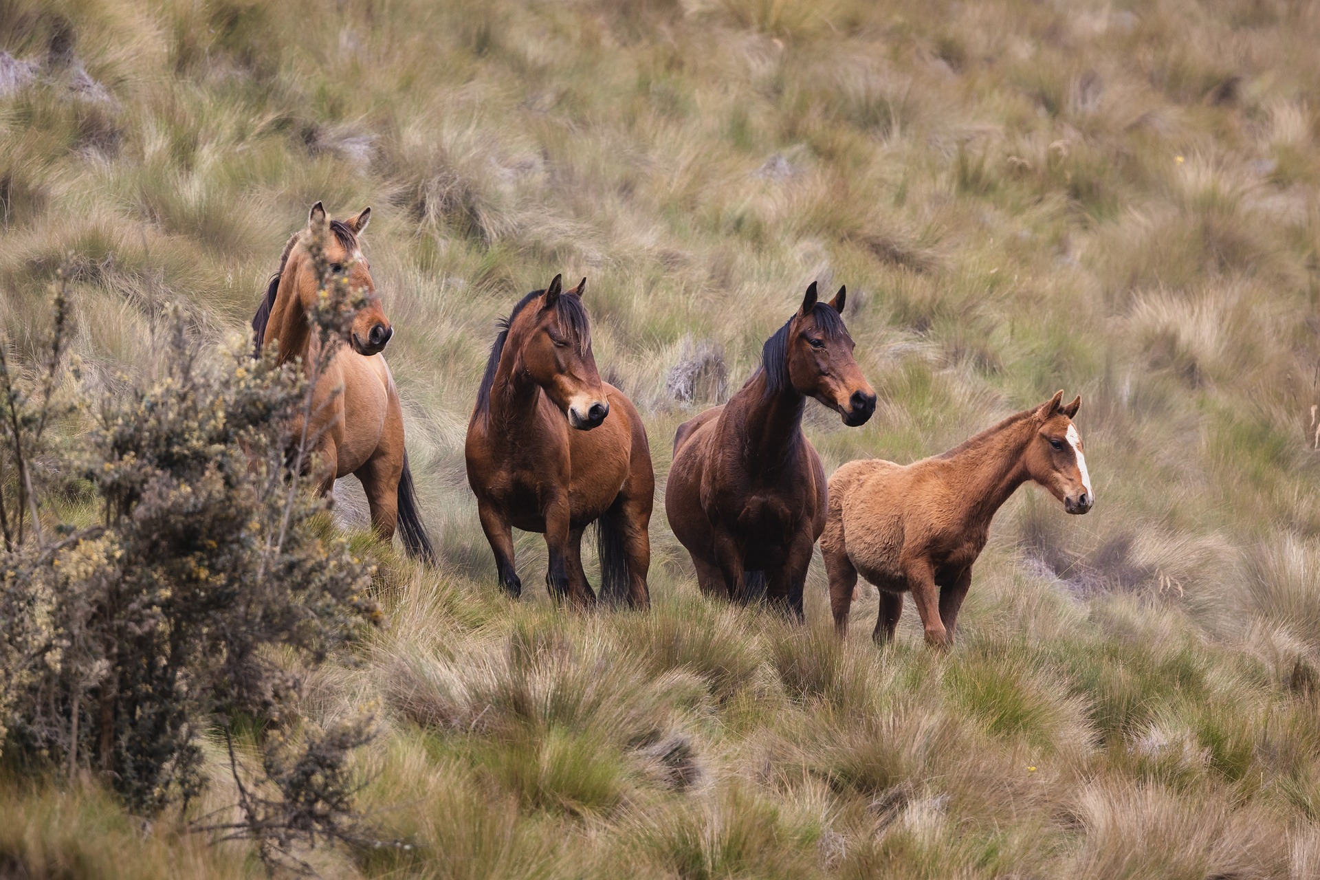 Si amas montar a caballo, eres noble... pero testarudo