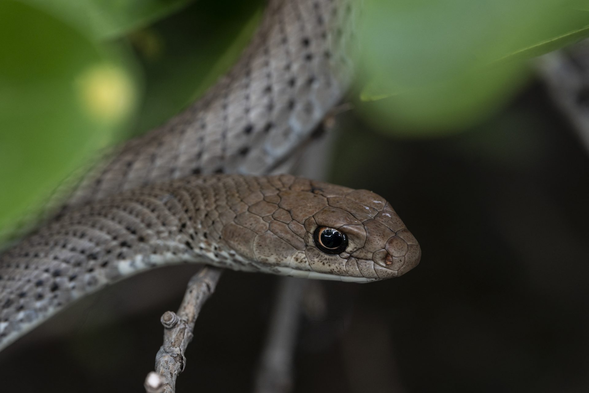 Seus predadores naturais