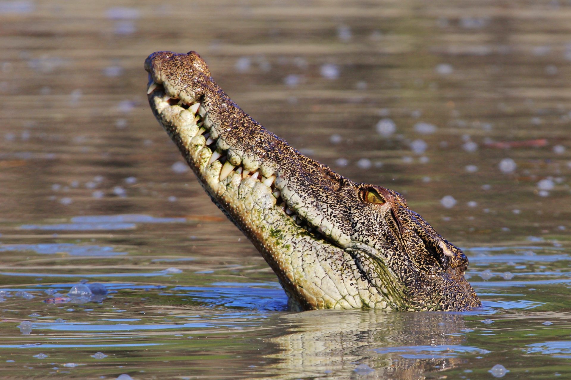 5. La Ferme des Crocodiles, Australie