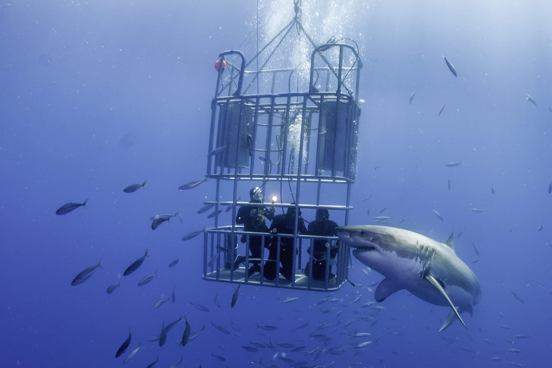 10. Plongée en cage avec des requins blancs, Afrique du Sud  