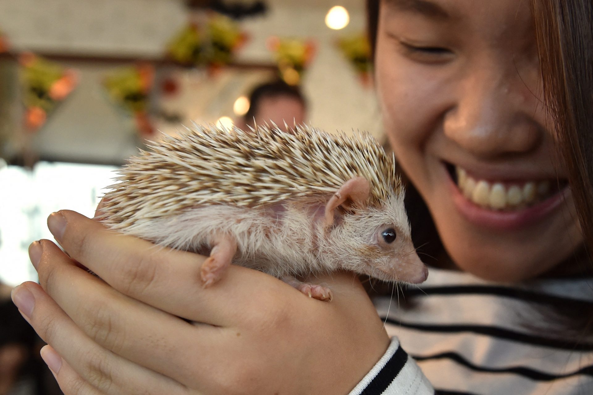 From hedgehogs to vampires: the coolest themed cafes in Japan