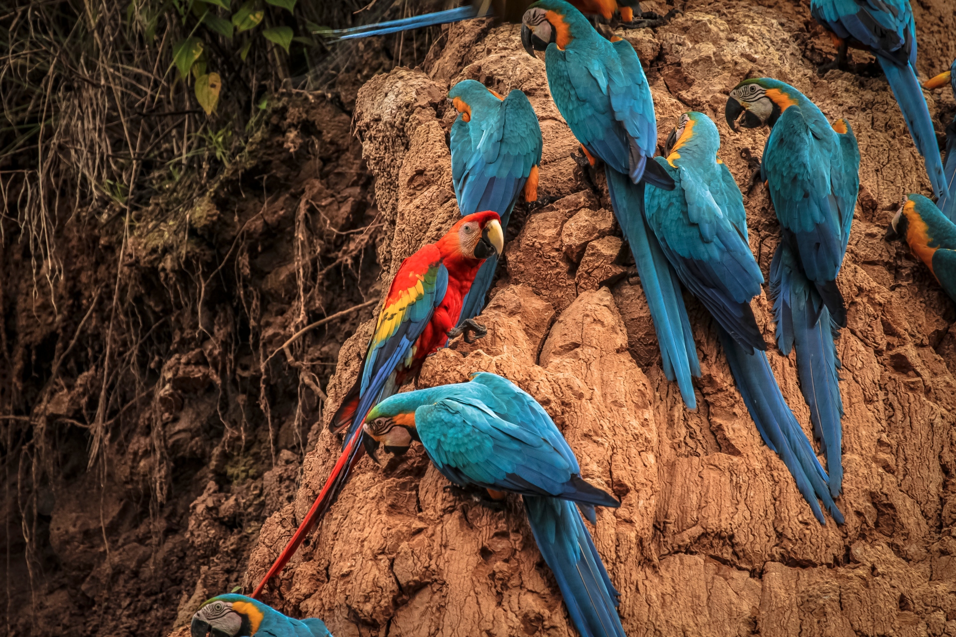 Río Tambopata, Perú 