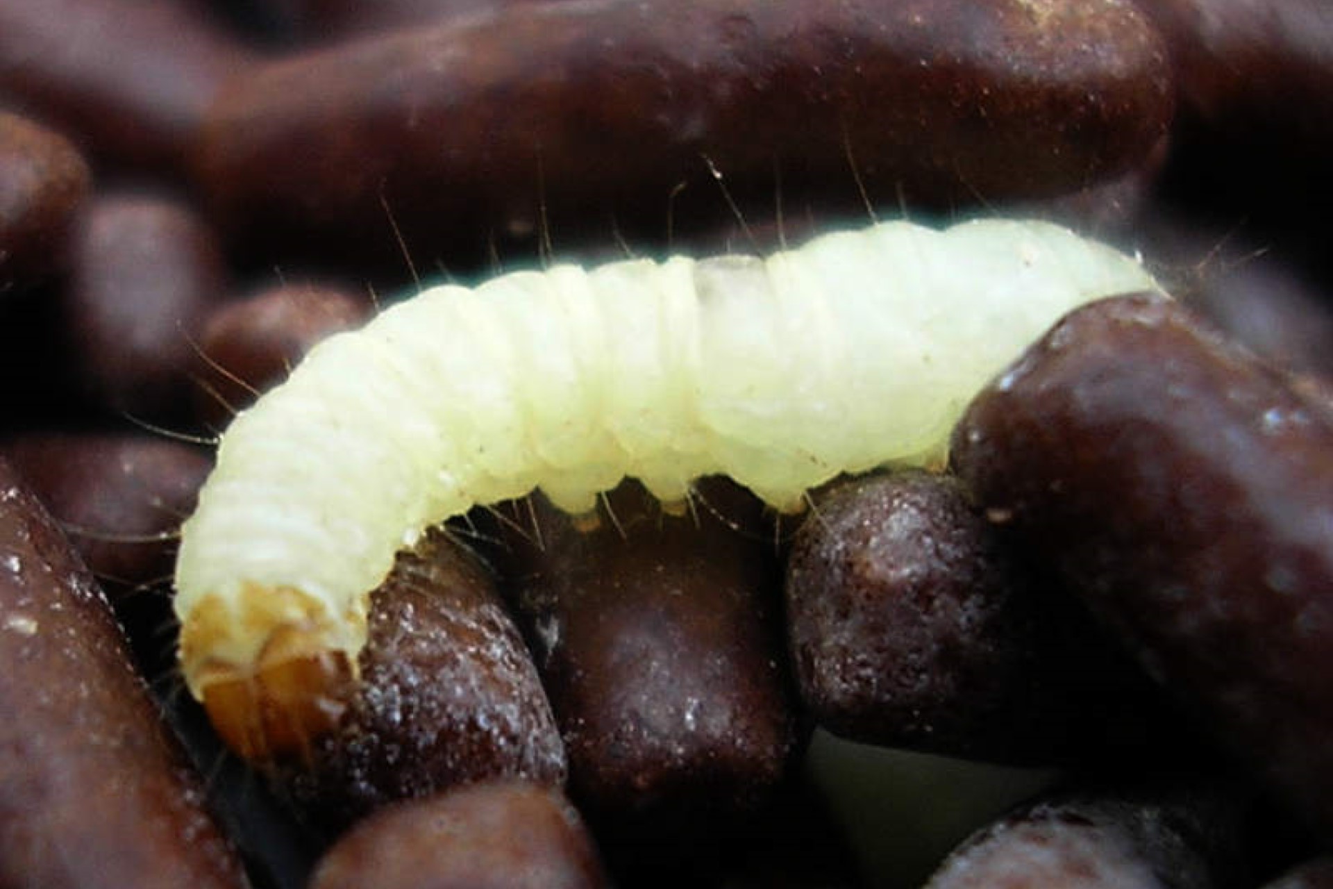 Larvae