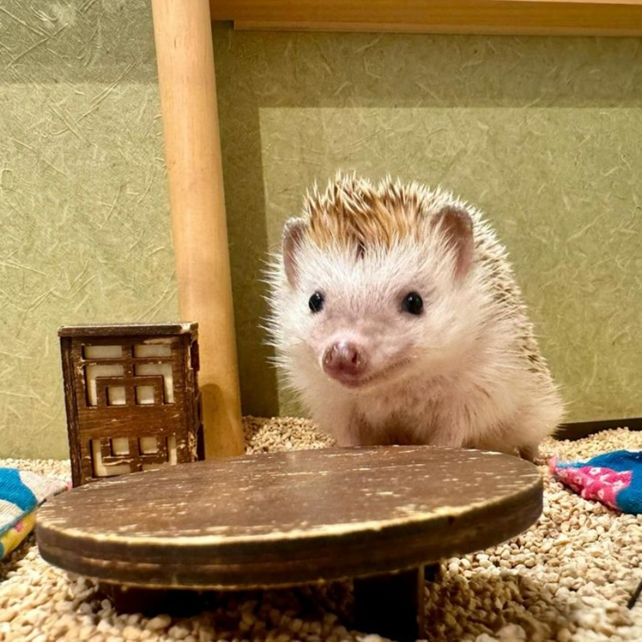 ChikuChiku Hedgehog Cafe 