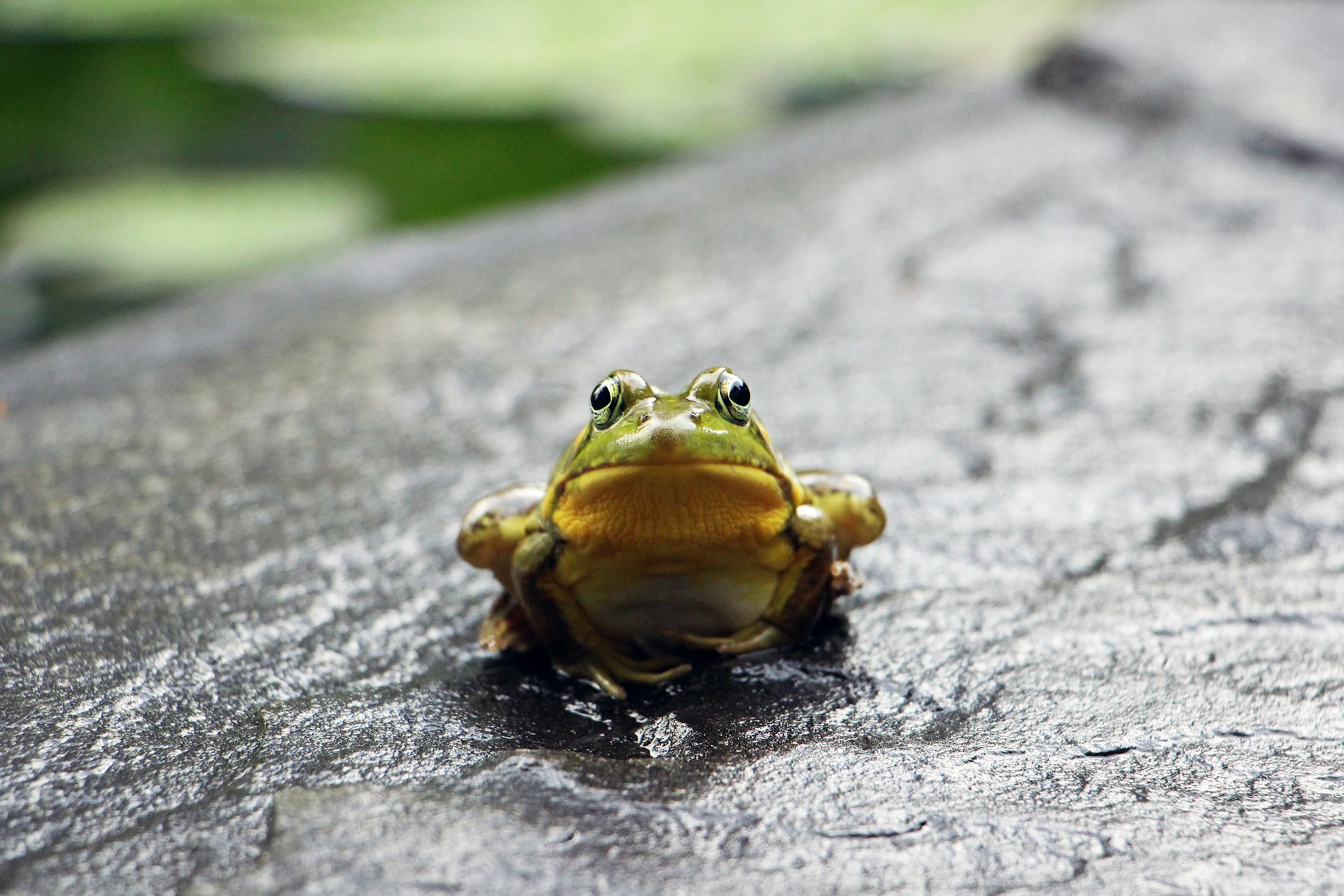 Animais que parecem inofensivos mas são capazes de nos matar