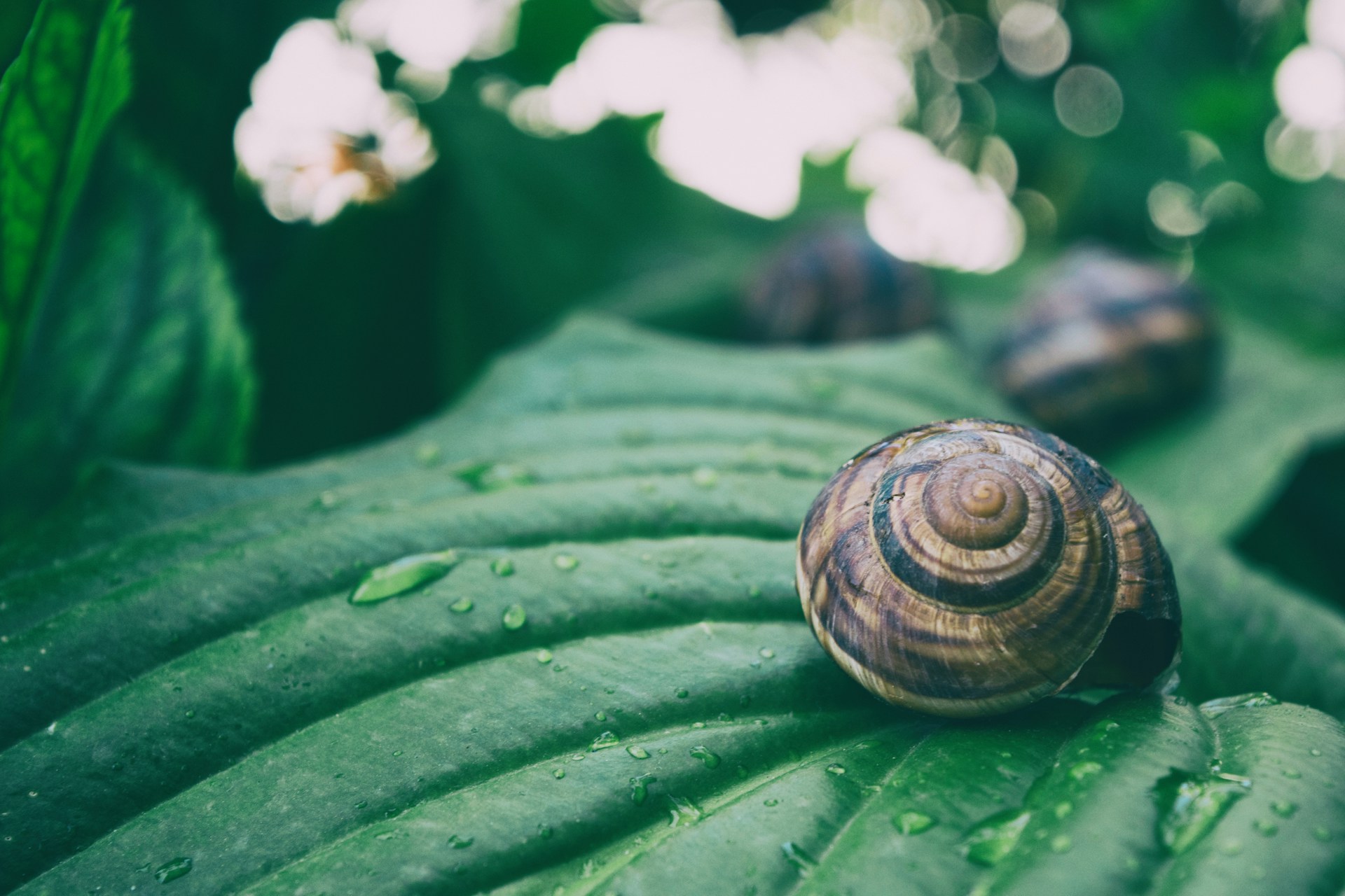 Caracóis de água doce