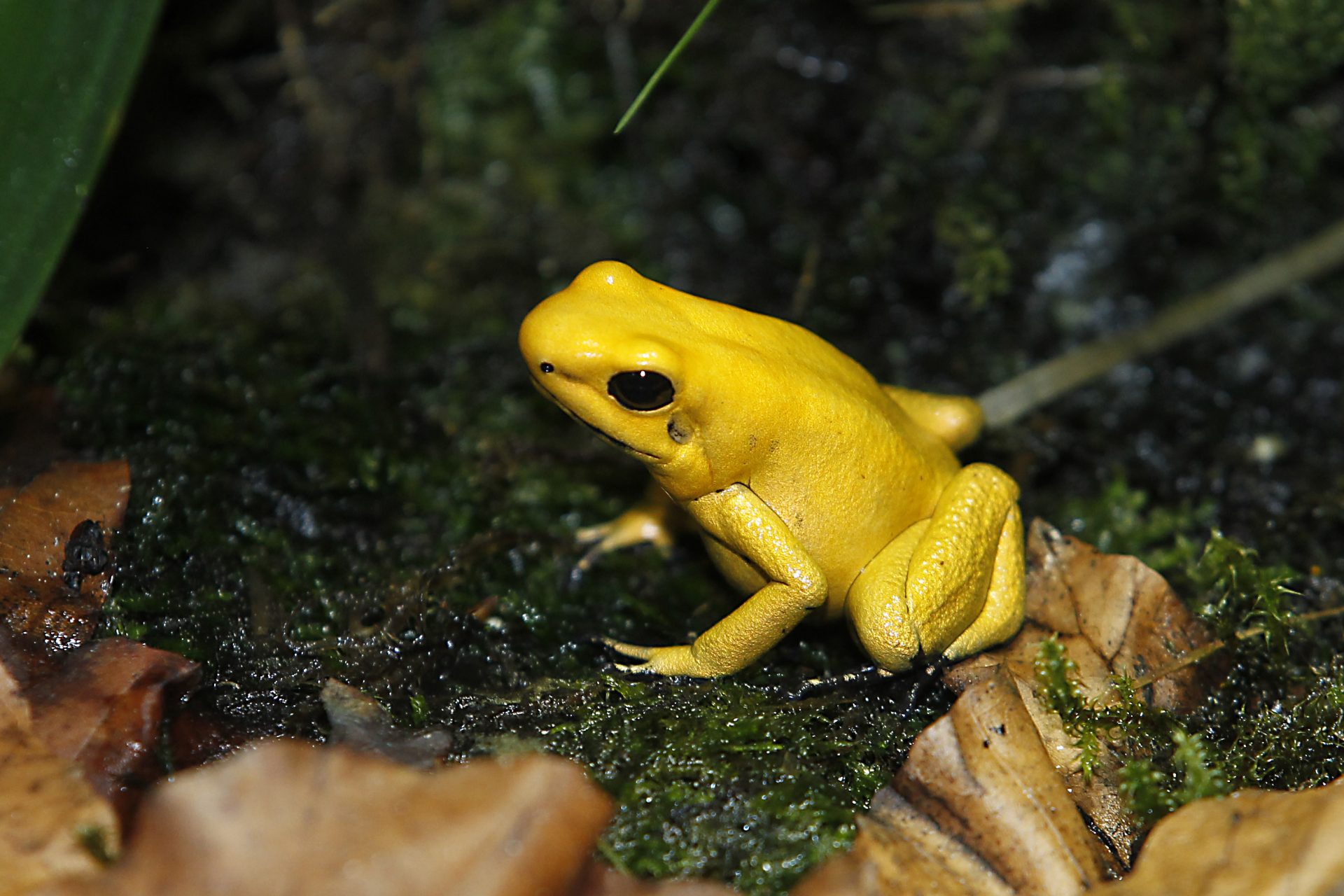 Sapo dardo dourado