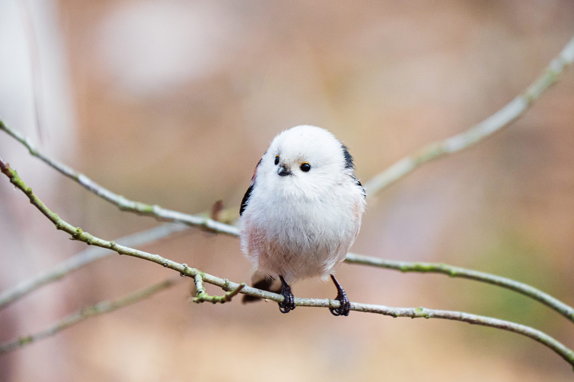 Native to Hokkaido