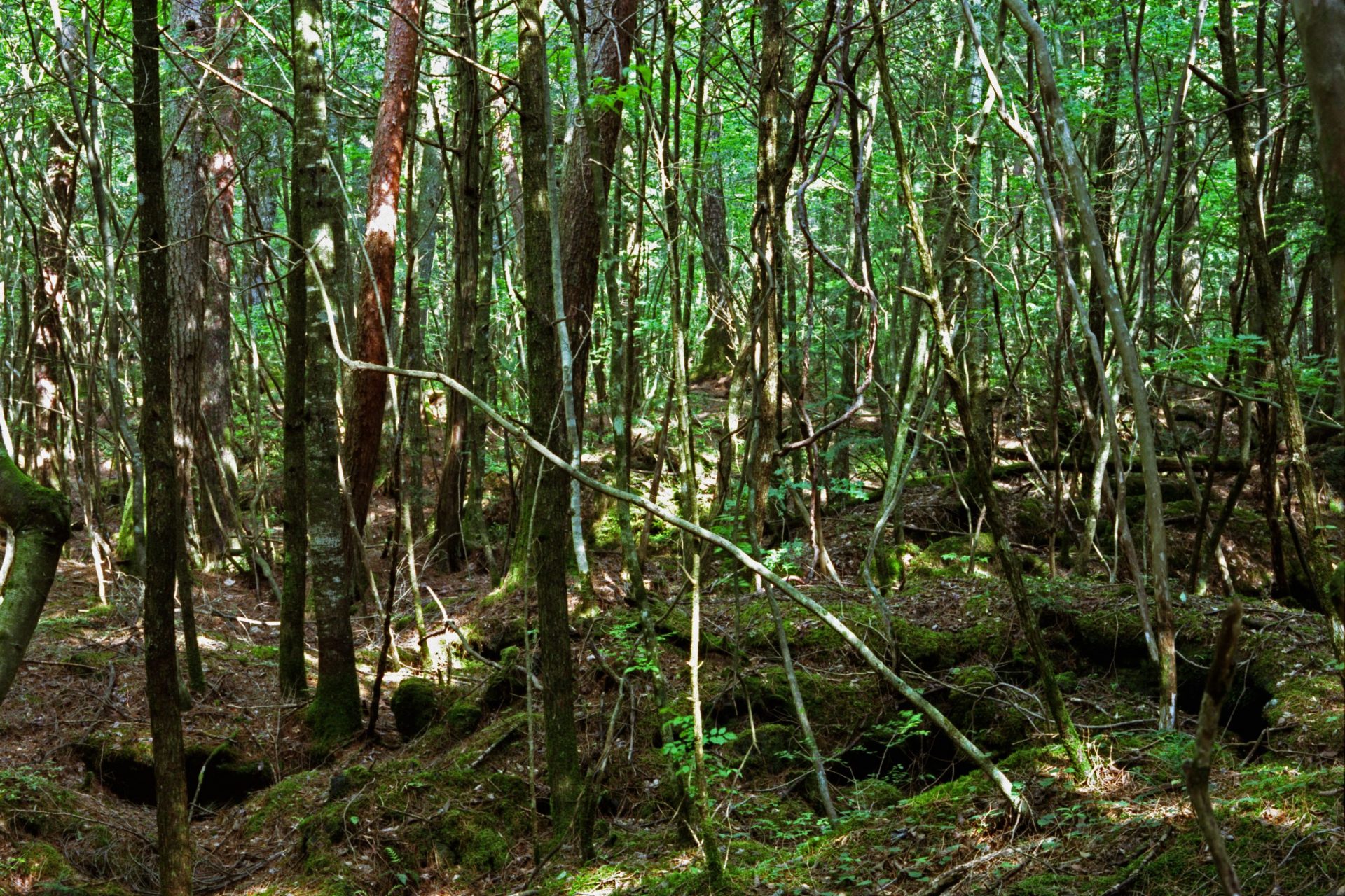 The Aokigahara Forest (Japan)