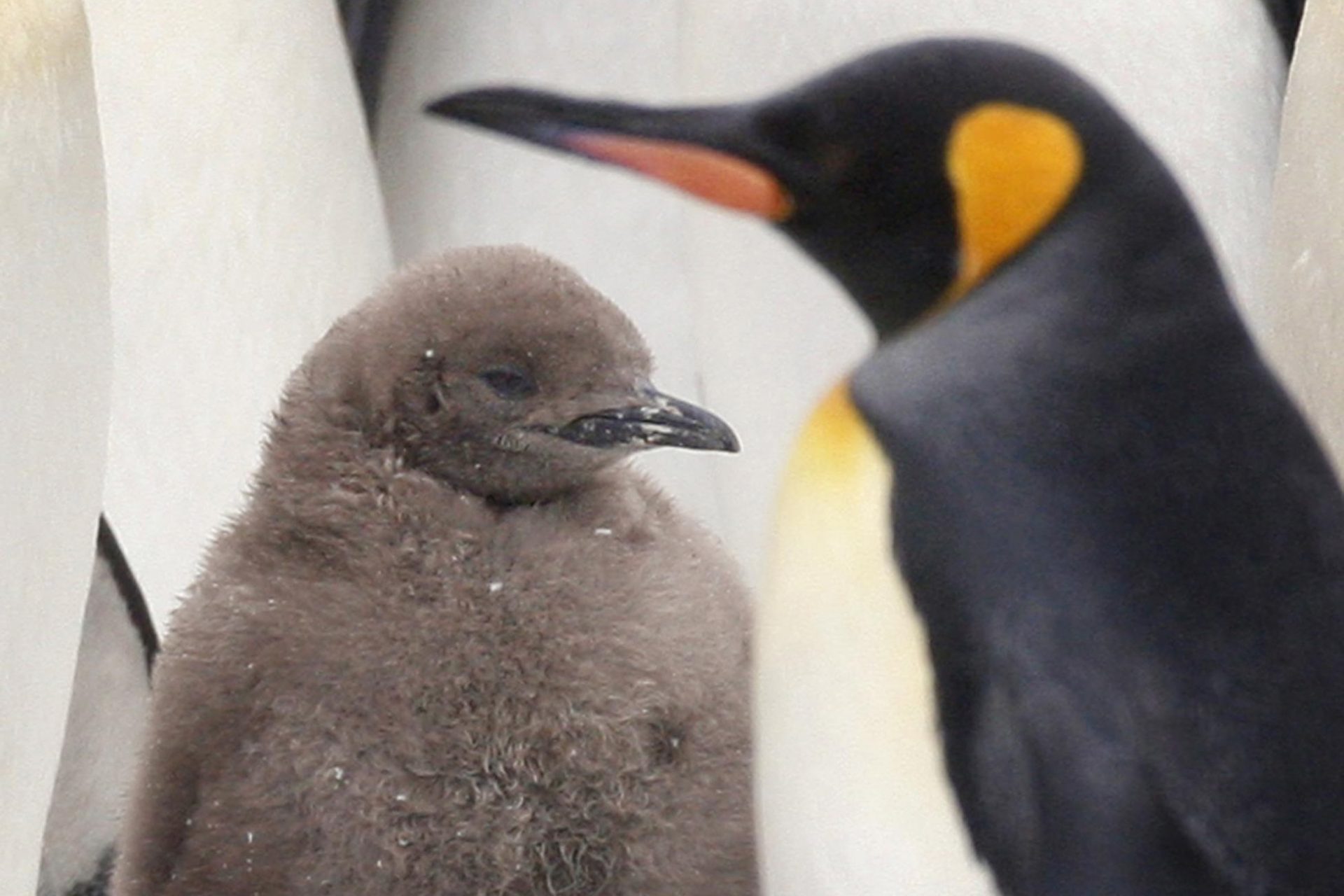 Meet Pesto: the giant baby penguin taking over social media