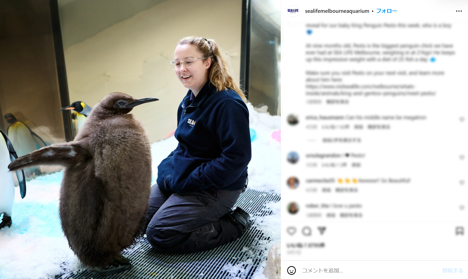 El pingüino 'Pesto' del Acuario de Melbourne se convierte en una estrella de las redes sociales