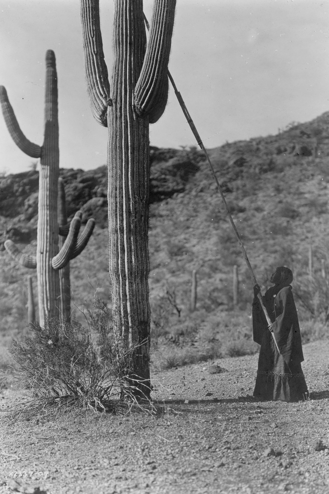 Cactus Arizona en Sonora