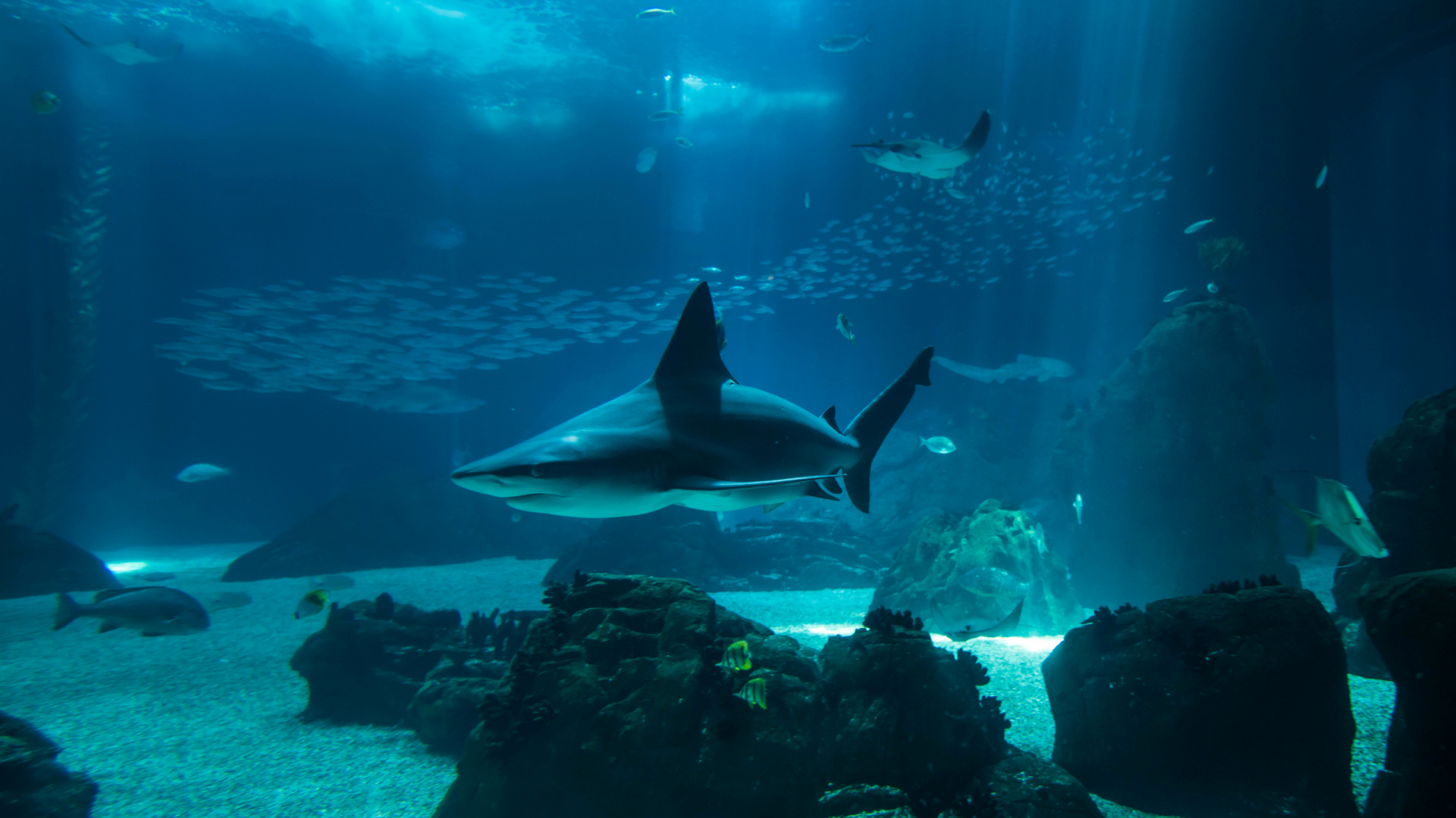 Oceanario de Lisboa (Lisboa / Portugal)