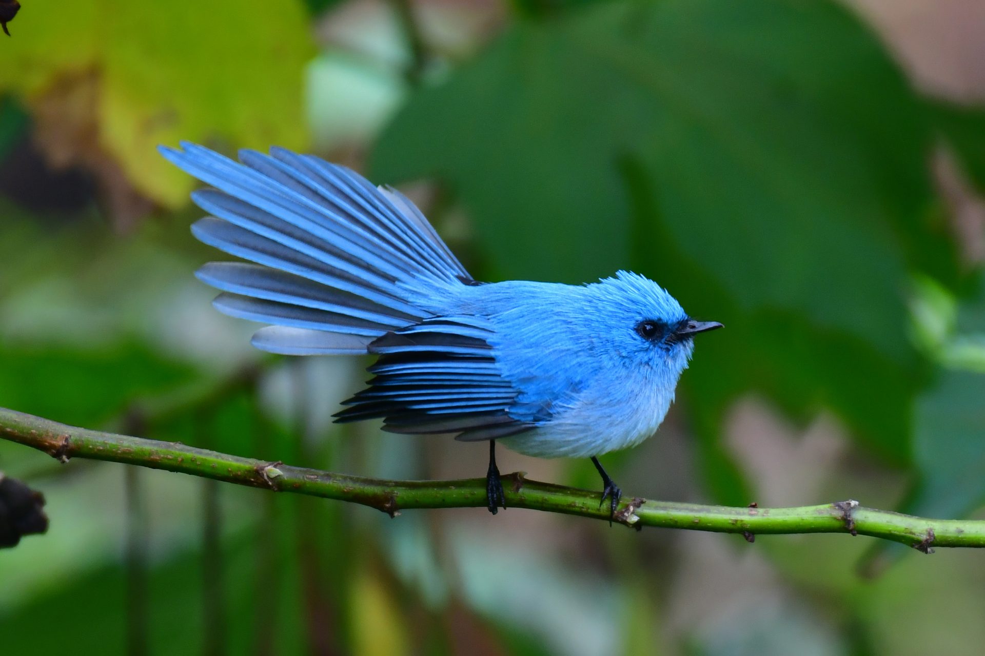 Try it: Bwindi Impenetrable Forest, Uganda