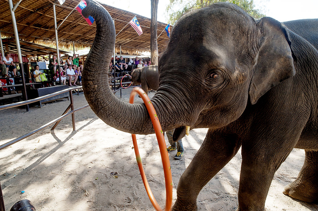 Rapport d'évaluation des éléphants maintenus en captivité 