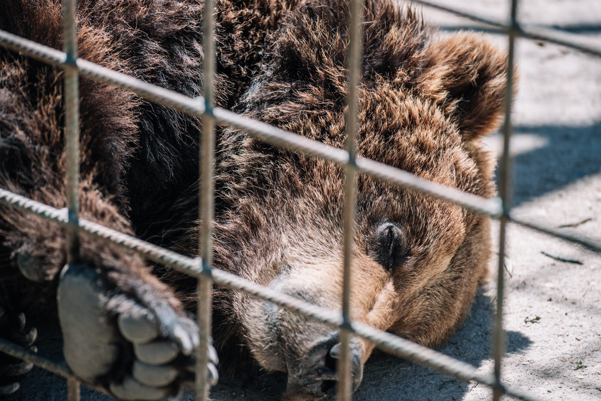 Peixe-lua deprimido em um aquário japonês é salvo por fotos de pessoas