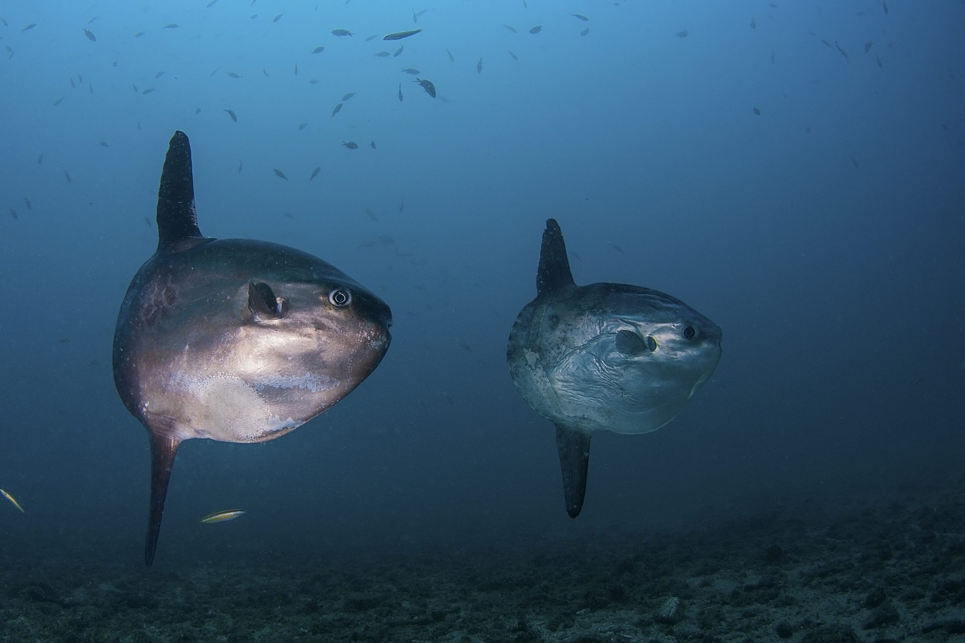 Um peixe popular