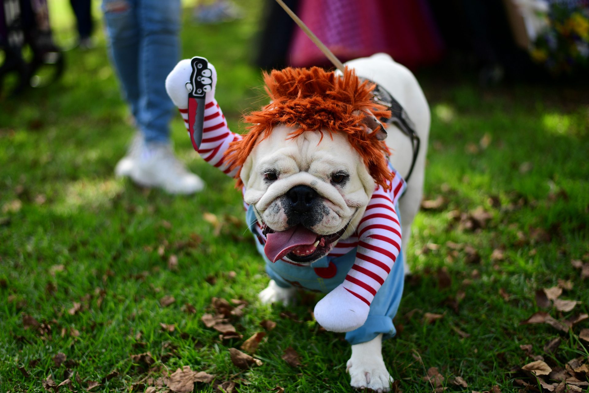 Especial Carnavales: disfraces para mascotas