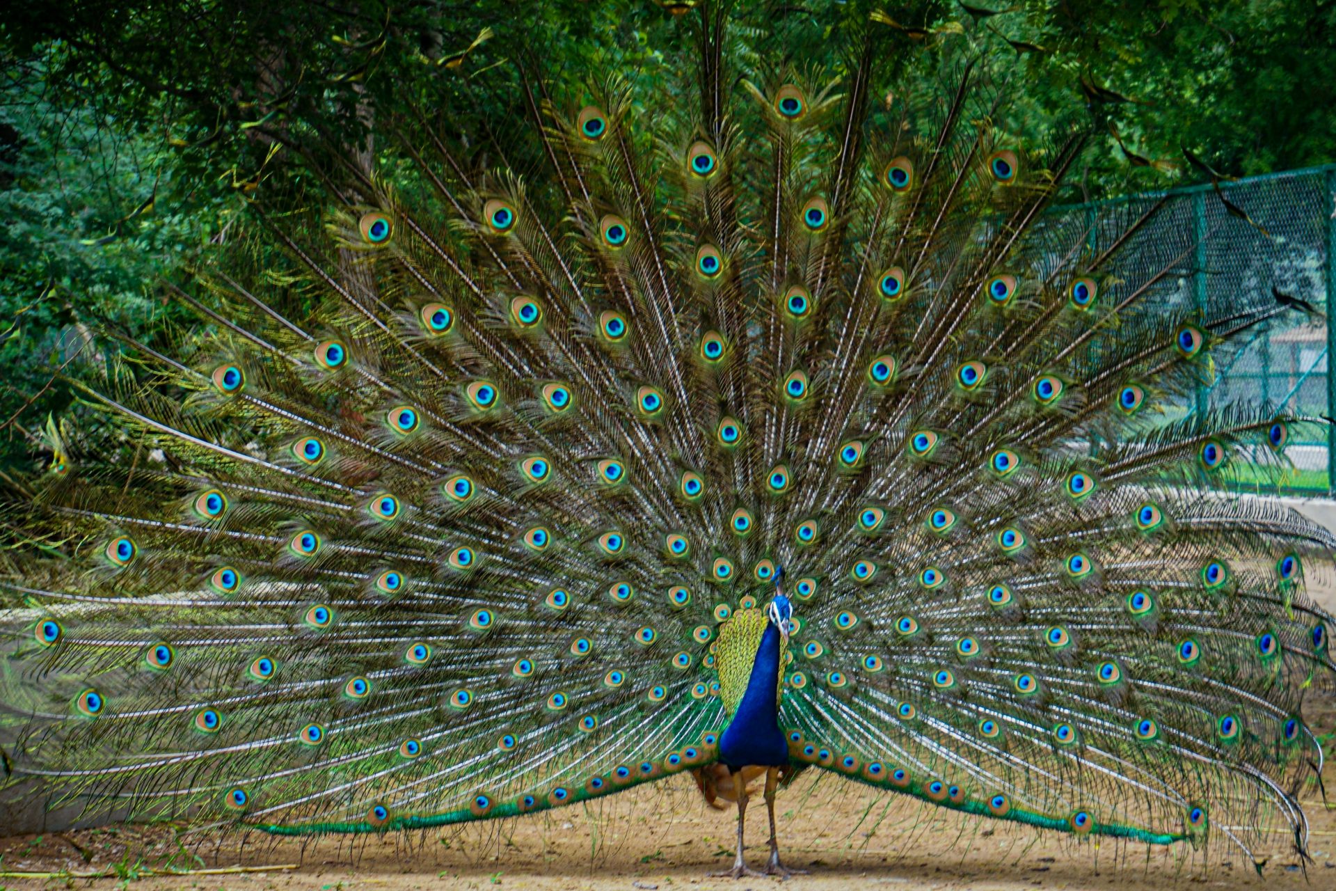 Leo - Pavo real